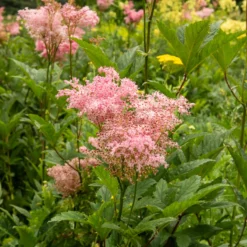 Rote Spiere 'Venusta' - Rosa Wolken im Sommer