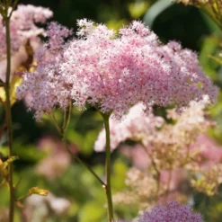 Rote Spiere 'Venusta' - Rosa Wolken im Sommer