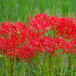 Rote Spinnenlilie - Feuerrot im Herbstgarten