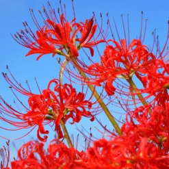 Rote Spinnenlilie - Feuerrot im Herbstgarten