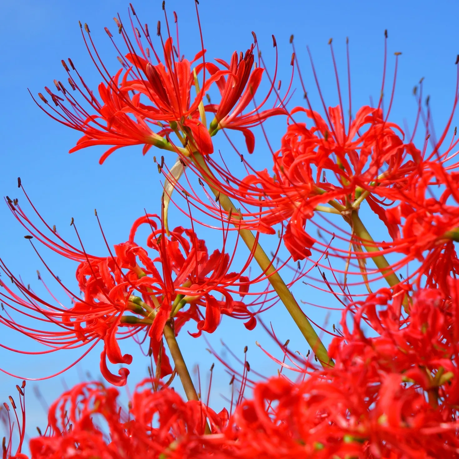 Rote Spinnenlilie - Feuerrot im Herbstgarten