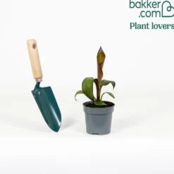 Rote Zierbanane - Exotik-Blickfang für zuhause