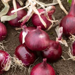 Rote Zwiebel Red Baron Bio - Kräftig rot, einfach lecker