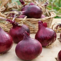 Rote Zwiebel Red Baron Bio - Kräftig rot, einfach lecker