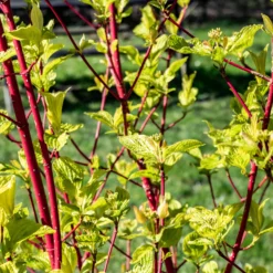 Rotholziger Hartriegel Sibirica - Leuchtend rot im Winter