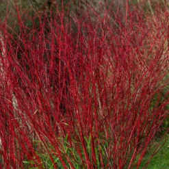 Rotholziger Hartriegel Sibirica - Leuchtend rot im Winter