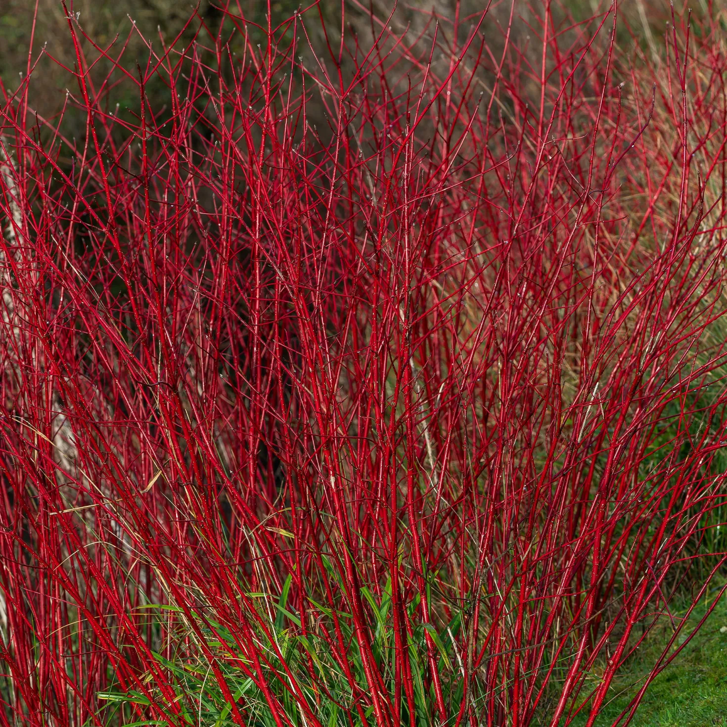 Rotholziger Hartriegel Sibirica - Leuchtend rot im Winter