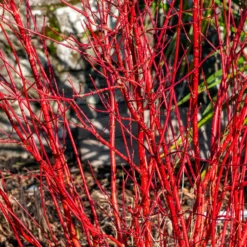 Rotholziger Hartriegel Sibirica - Leuchtend rot im Winter