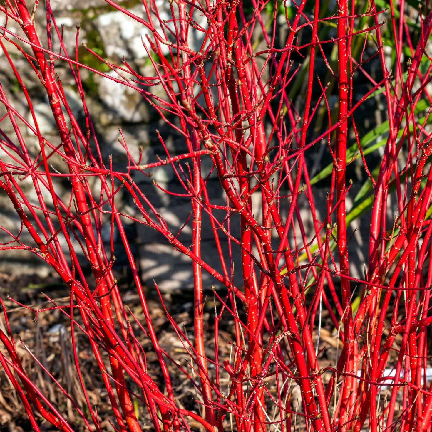 Rotholziger Hartriegel Sibirica - Leuchtend rot im Winter
