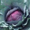 Rotkohl Fuego F1 - Rote Köpfe, feste Ernte
