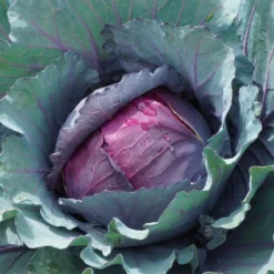 Rotkohl Fuego F1 - Rote Köpfe, feste Ernte