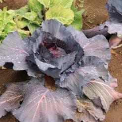 Rotkohl Fuego F1 - Rote Köpfe, feste Ernte