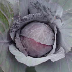 Rotkohl Fuego F1 - Rote Köpfe, feste Ernte