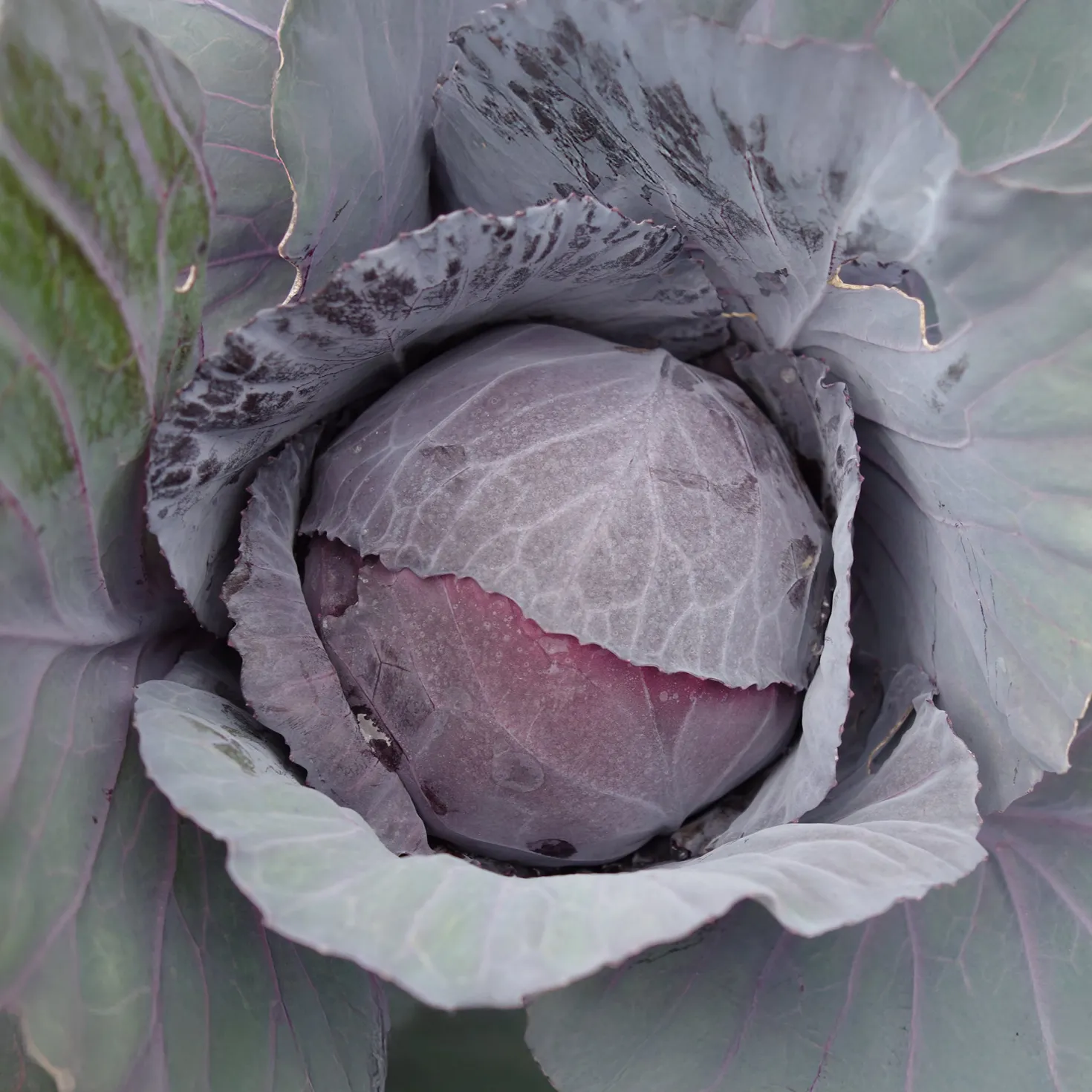 Rotkohl Fuego F1 - Rote Köpfe, feste Ernte