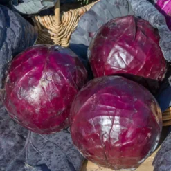 Rotkohl ‘Tete Noire 3’ - Dunkelrot und lange haltbar