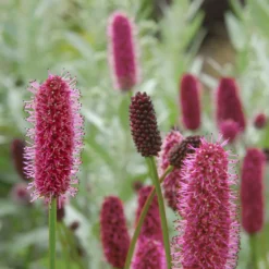 Rötlicher Wiesenknopf Alaska-Pimpinelle - Rote Blütenkerzen für Bienen