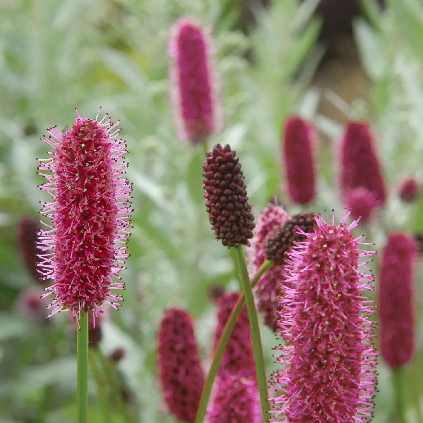 Rötlicher Wiesenknopf Alaska-Pimpinelle - Rote Blütenkerzen für Bienen