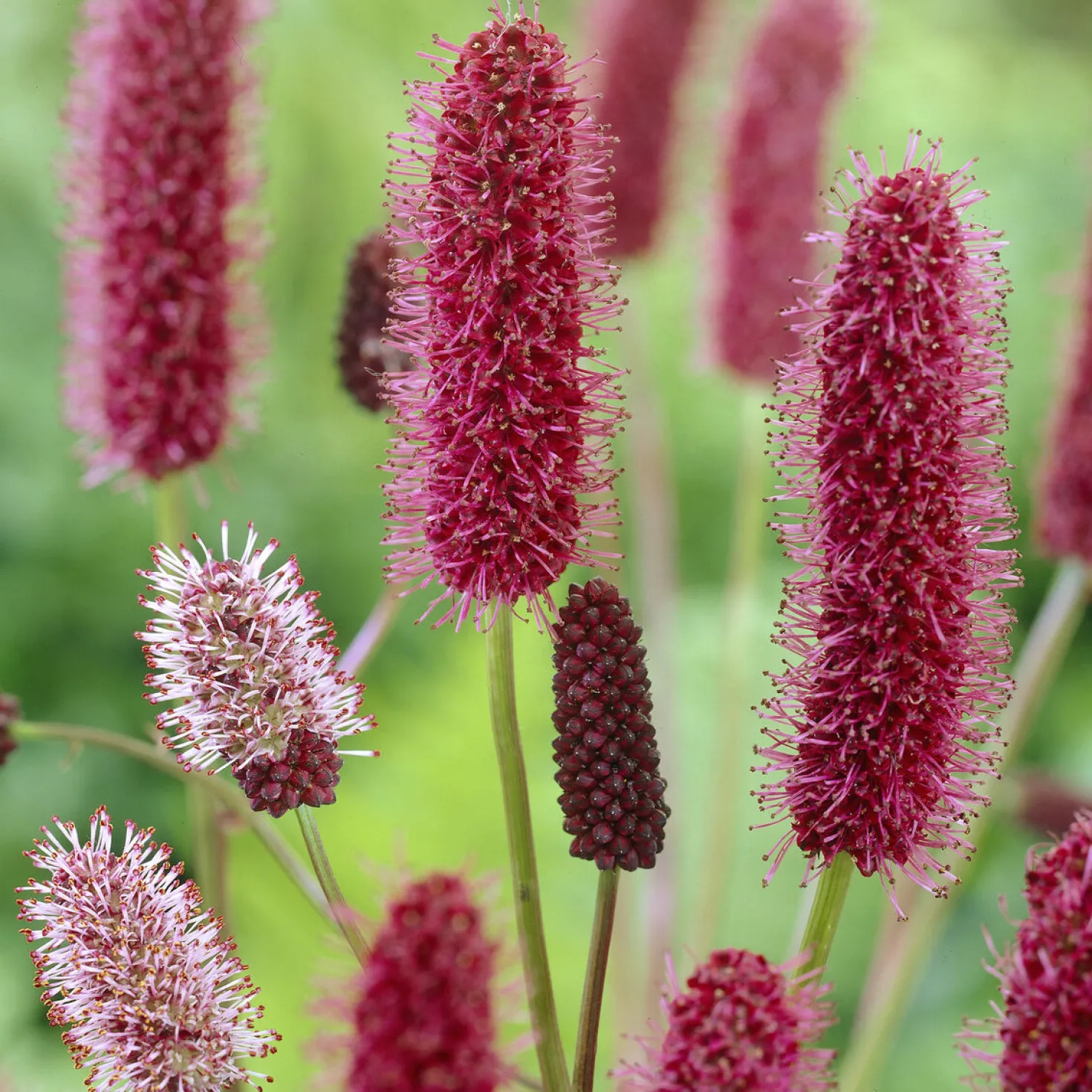 Rötlicher Wiesenknopf Alaska-Pimpinelle - Rote Blütenkerzen für Bienen