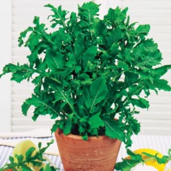 Rucola - Ernte in nur 4 Wochen