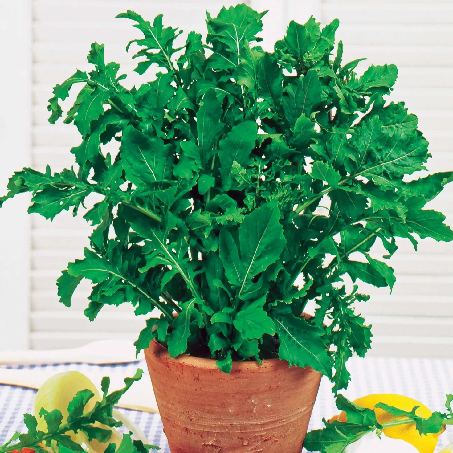 Rucola - Ernte in nur 4 Wochen
