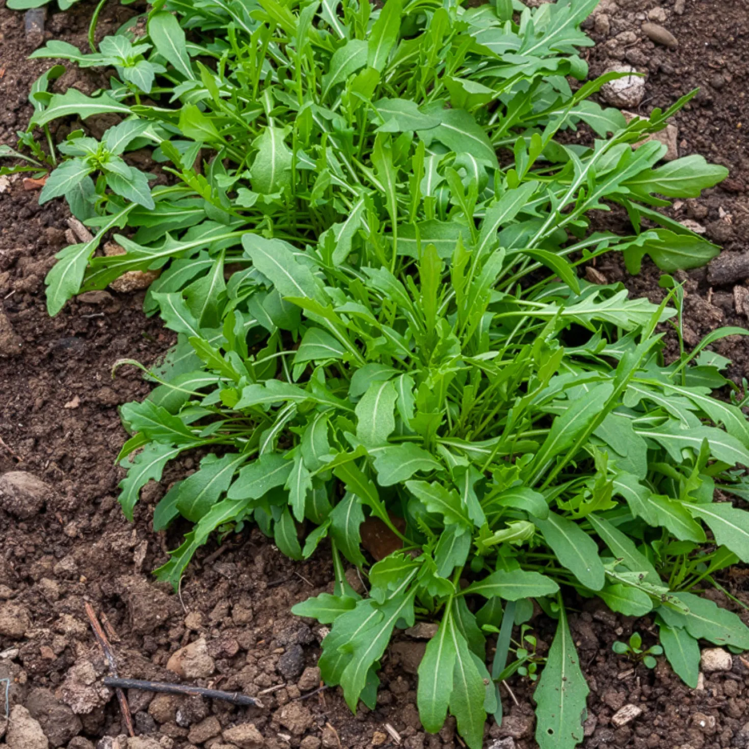Rucola - Ernte in nur 4 Wochen