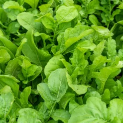 Rucola Pronto - In 4 Wochen erntereif