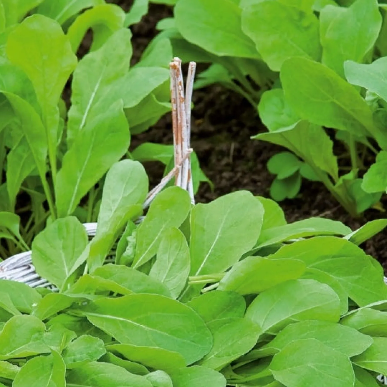 Rucola Pronto - In 4 Wochen erntereif