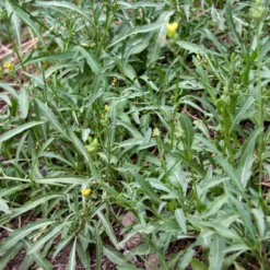 Rucola Wildfire - Würzig, schnell, immer frisch