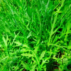 Rucola Wildfire - Würzig, schnell, immer frisch