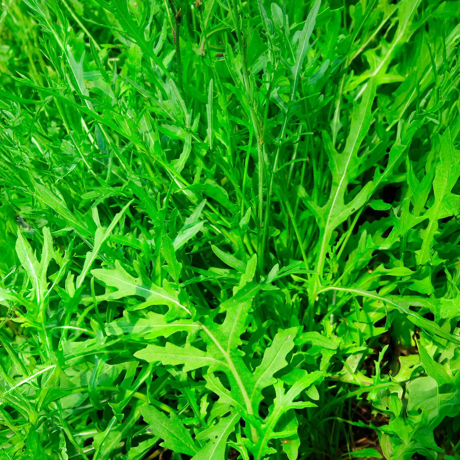 Rucola Wildfire - Würzig, schnell, immer frisch