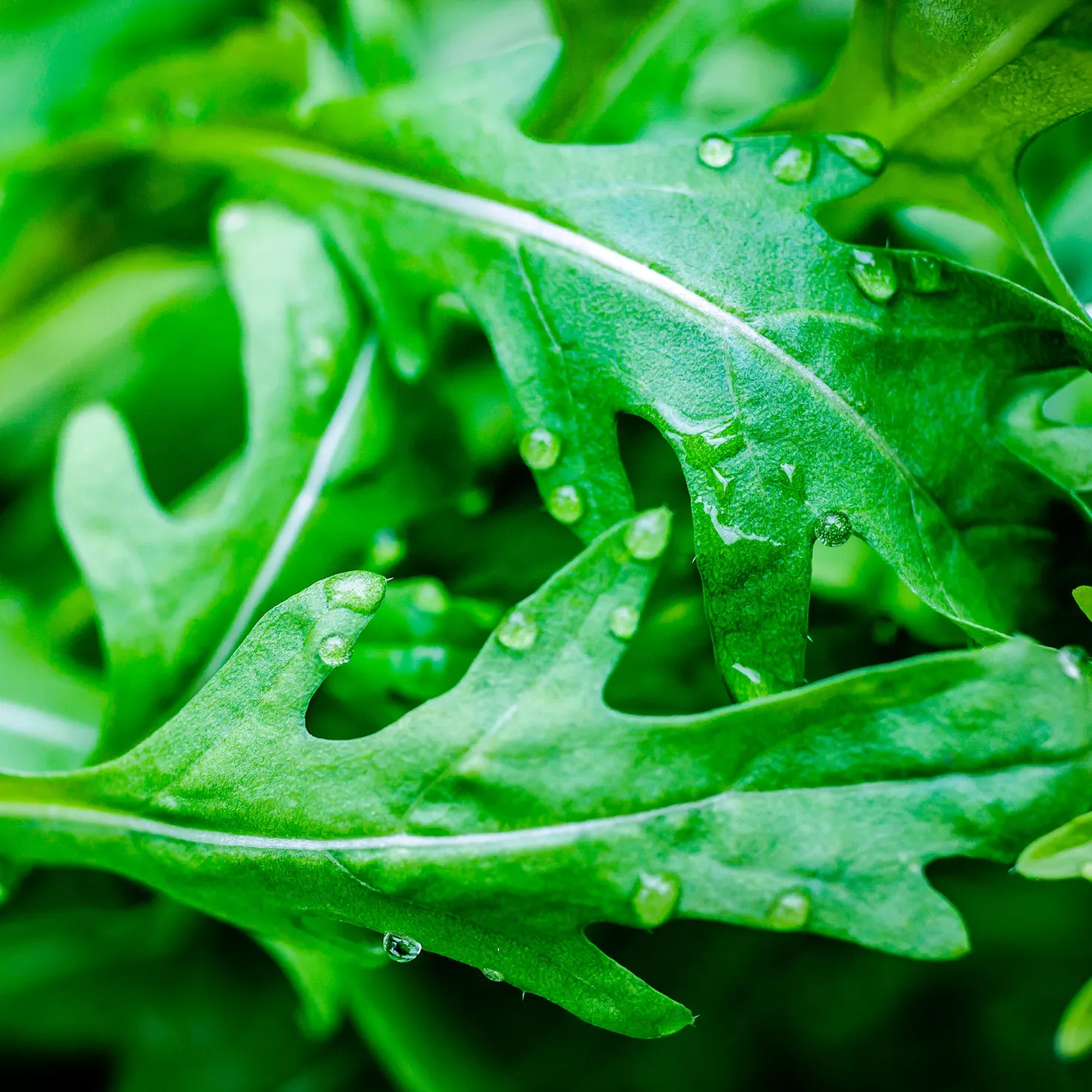 Rucola Wildfire - Würzig, schnell, immer frisch