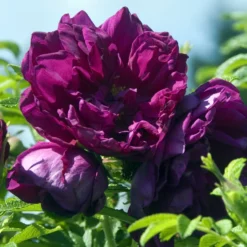 Rugosa-Rose ‘Hansa’ - Duftende Blüten den ganzen Sommer