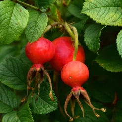 Rugosa-Rose ‘Hansa’ - Duftende Blüten den ganzen Sommer
