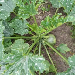 Runde Zucchini ‘De Nice’ - Runde Ernte, voller Geschmack