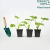Runde Zucchini ‘Ronde de Nice’ (x3) - Runde Zucchini für Gefülltes
