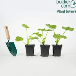 Runde Zucchini ‘Ronde de Nice’ (x3) - Runde Zucchini für Gefülltes