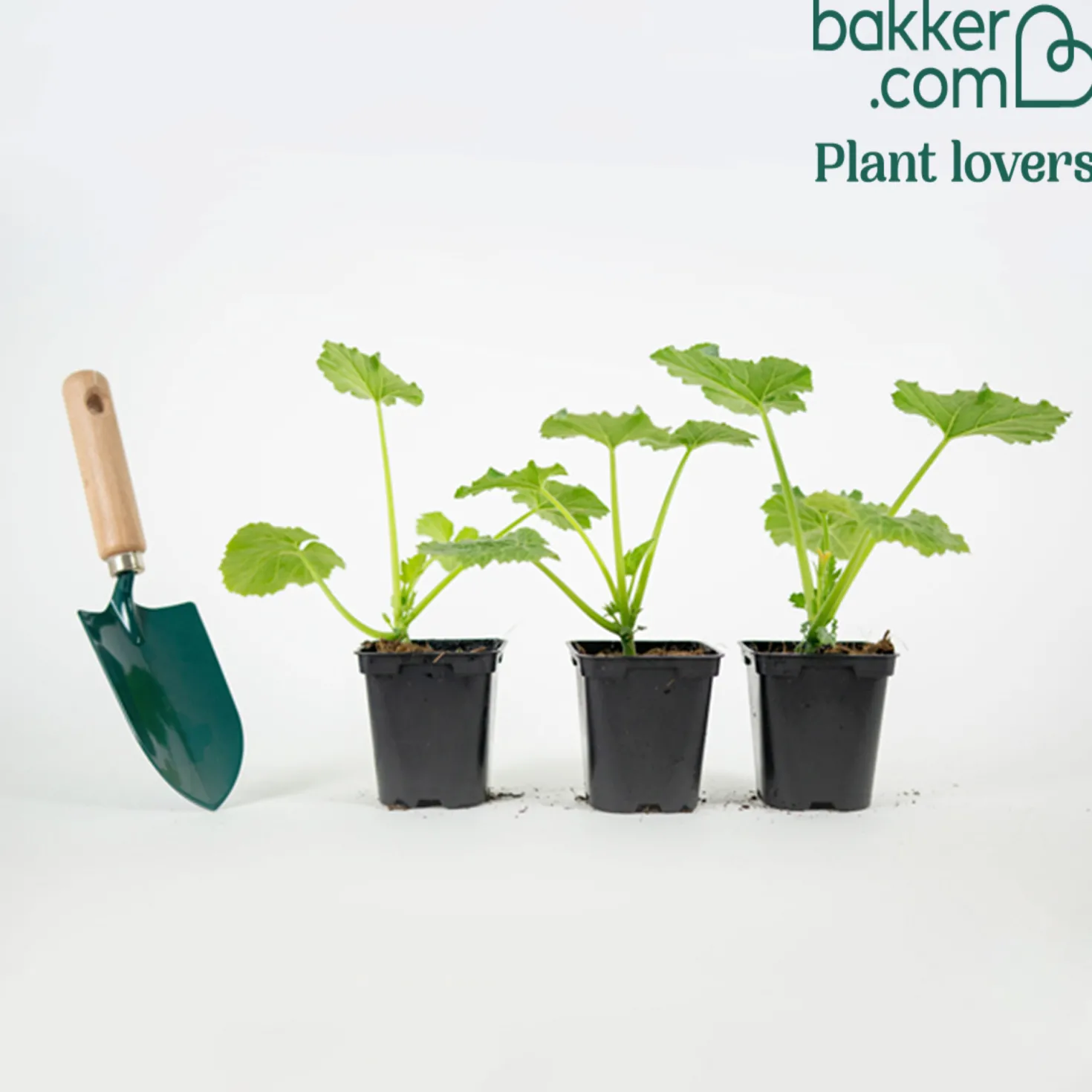 Runde Zucchini ‘Ronde de Nice’ (x3) - Runde Zucchini für Gefülltes