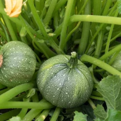 Runde Zucchini ‘Ronde de Nice’ (x3) - Runde Zucchini für Gefülltes