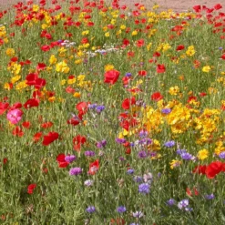Rustikale Blumenmischung - Buntes Blütenmeer ganz easy