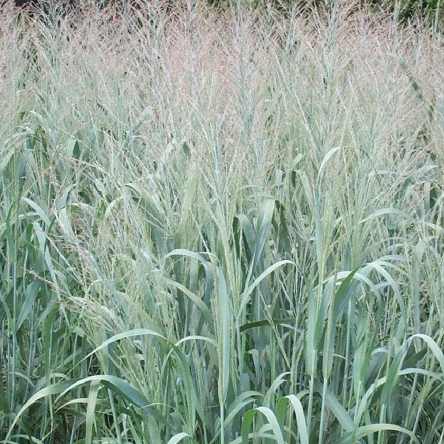 Rutenhirse 'Dallas Blues' - Blaues Gras, große Wirkung