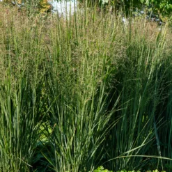 Rutenhirse ‘Prairie Sky’ - Blaues Gras, sofort Wirkung
