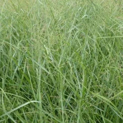 Rutenhirse ‘Prairie Sky’ - Blaues Gras, sofort Wirkung