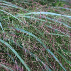 Rutenhirse Squaw - Rotes Herbstlaub im Nu