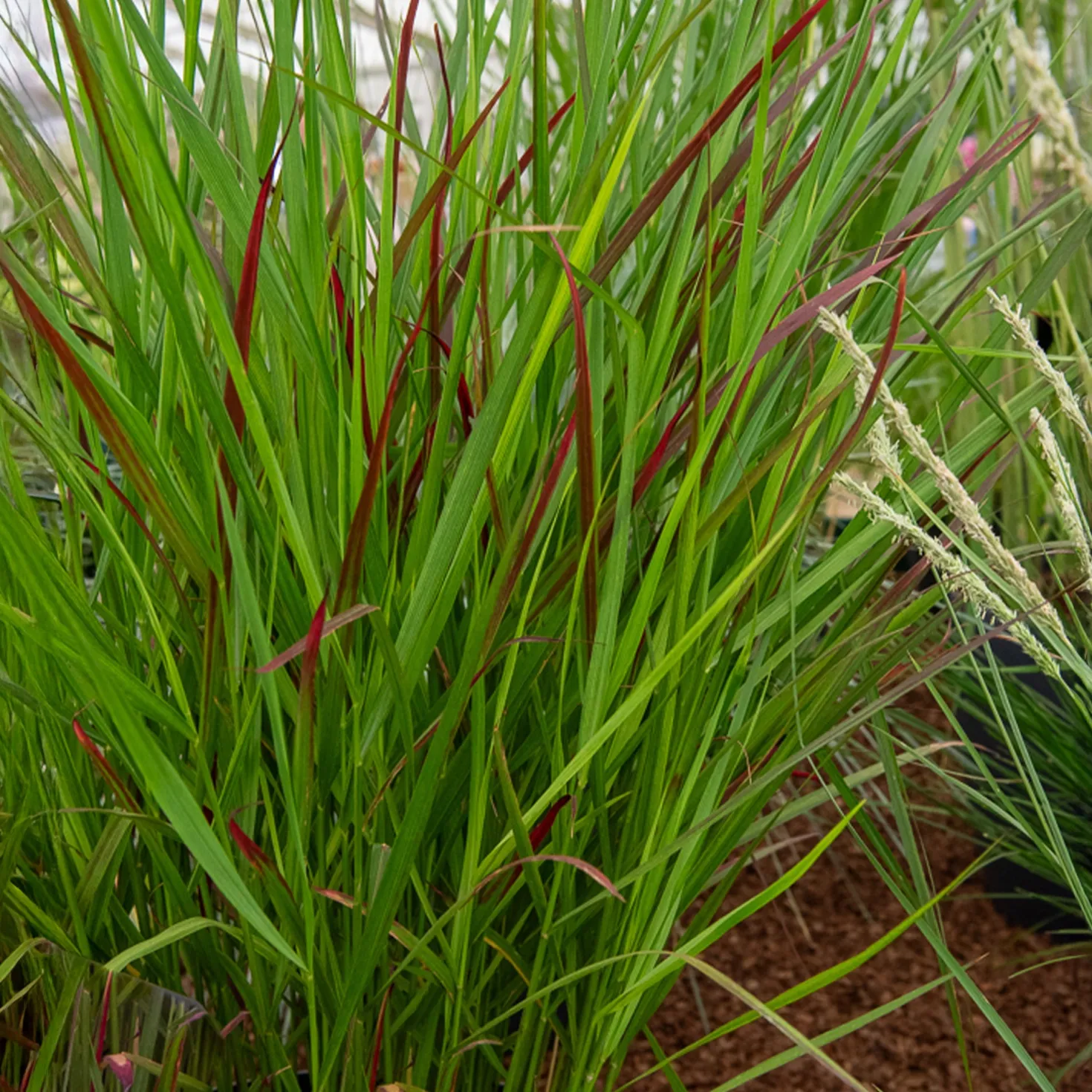 Rutenhirse Squaw - Rotes Herbstlaub im Nu