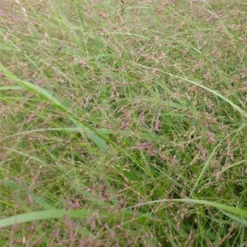 Rutenhirse ‘Warrior’ - Rotes Herbstgras im Nu