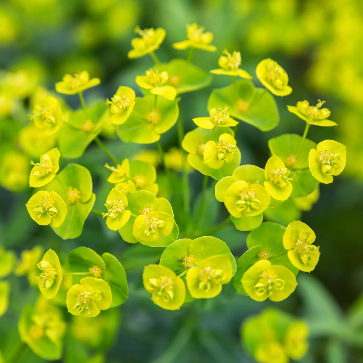 Ruten-Wolfsmilch Betten - Gelbe Blüten, null Aufwand