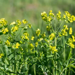 Ruten-Wolfsmilch Betten - Gelbe Blüten, null Aufwand