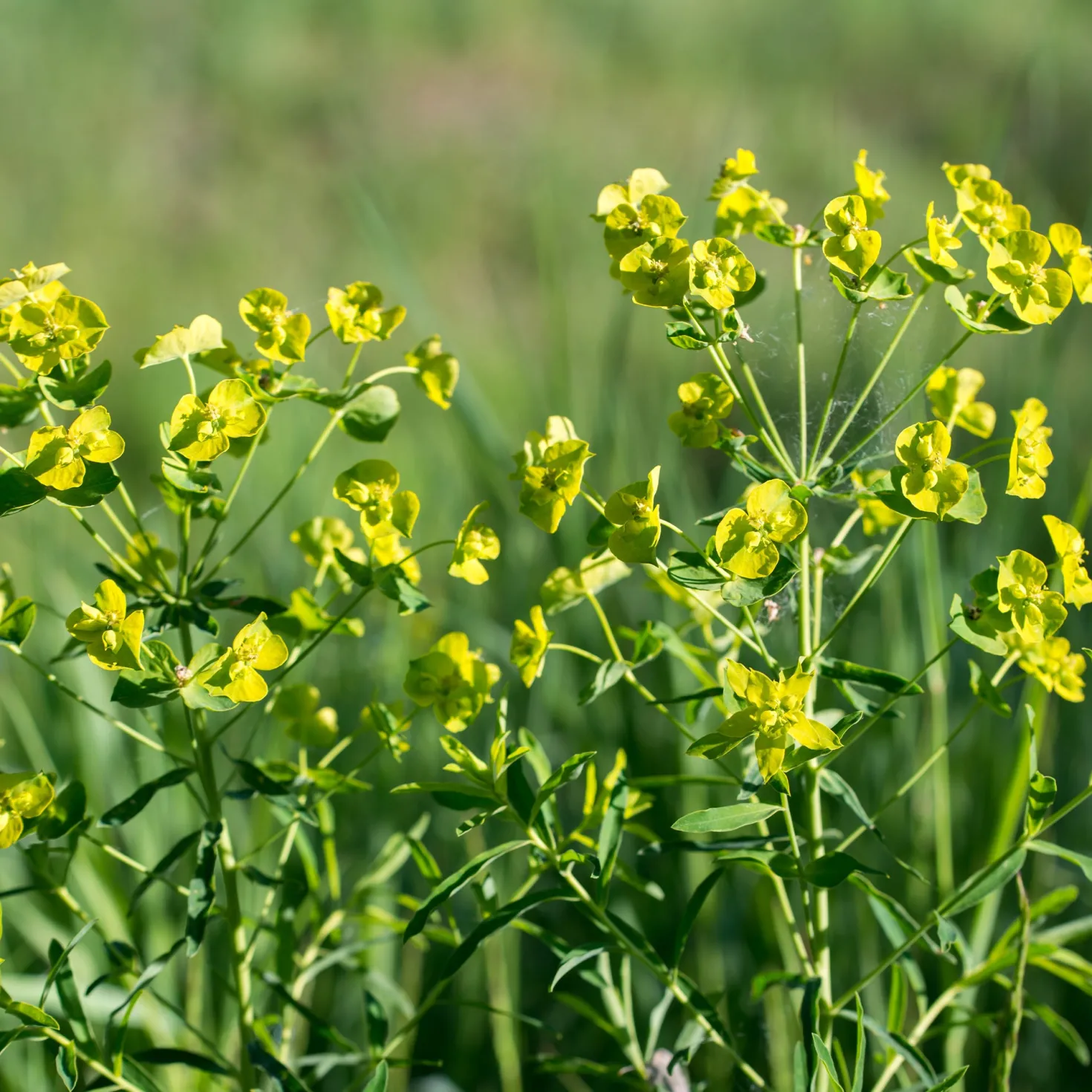Ruten-Wolfsmilch Betten - Gelbe Blüten, null Aufwand