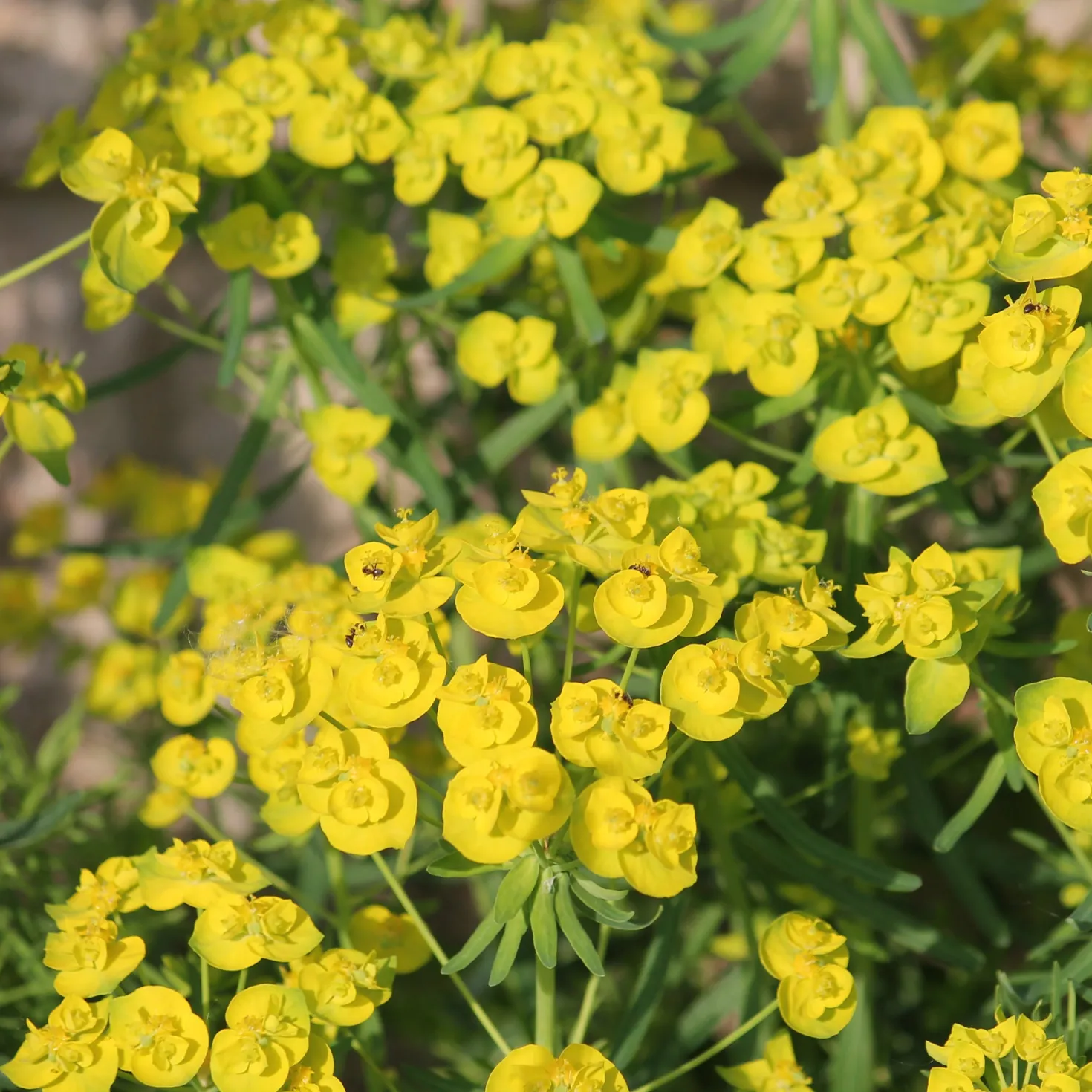 Ruten-Wolfsmilch Betten - Gelbe Blüten, null Aufwand
