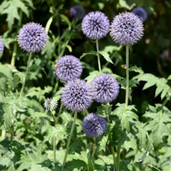 Ruthenische Kugeldistel - Blaue Blütenkugeln ganz leicht